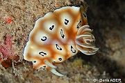 Chromodoris leoparda Chromodoris leopard-Moga Island Jetty Hoga-11m-20180529nuit-Denis-ADER-DSC_2000_tn